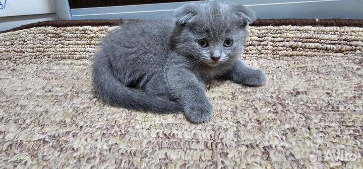 Британские котята