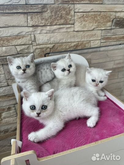 Шотландские шиншилловые девочки