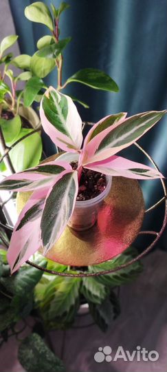 Строманта триколор