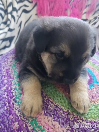 Щенок (пёс) в добрые руки бесплатно (дворняжка)