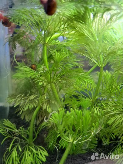 Растения и улитки для аквариума