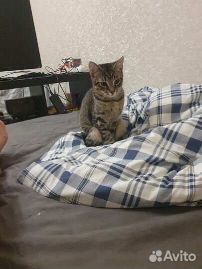 Шпрот подкапотыш (видео)