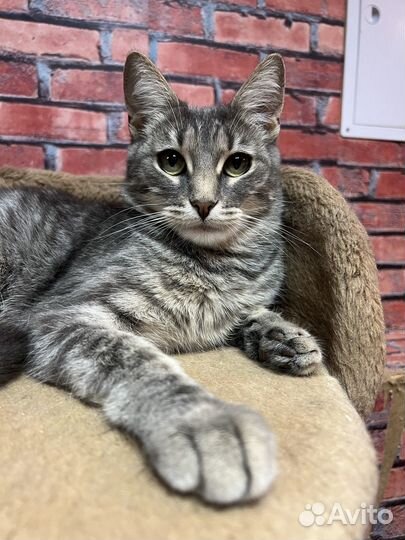 Очаровательная кошечка Алиса 2 года