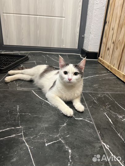 Кошка в дар бесплатно