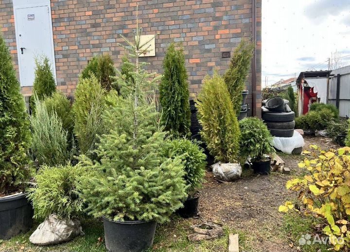 Смарагд вип экстра из питомника с доставкой