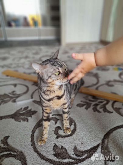 Бенгальская кошка
