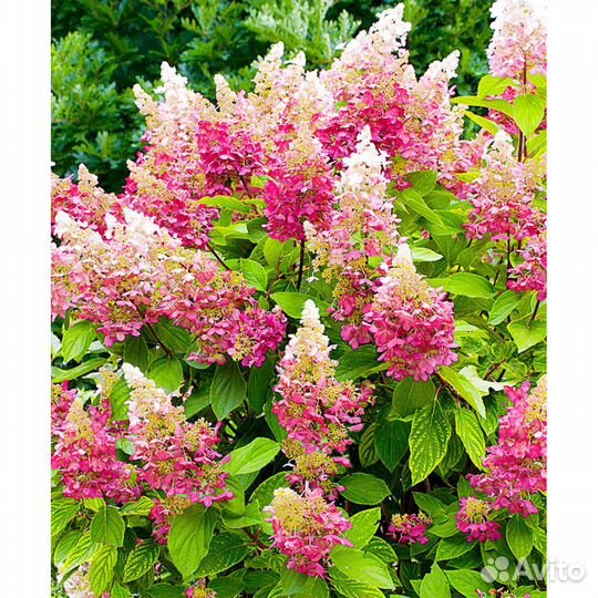 Топ-новинки гортензий