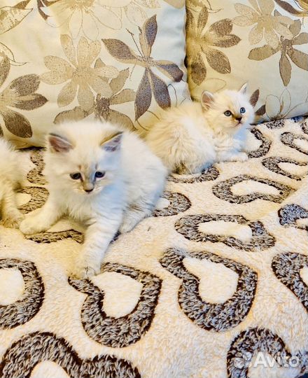 Котята блю тэбби Невские