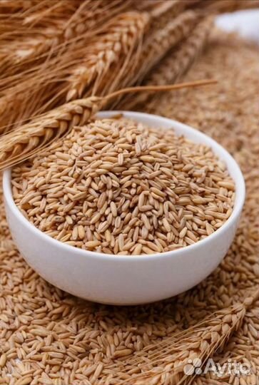 Продам ячмень