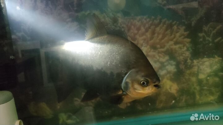 Красный паку. Пиранья