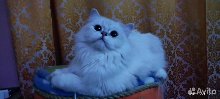 Ищем кота для вязки