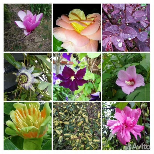 Черенки декоративных растений