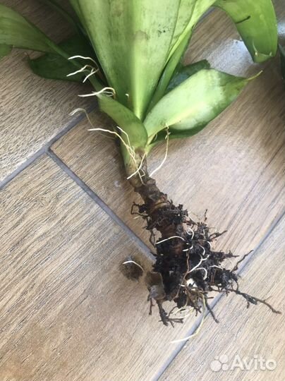 Сансевиерия