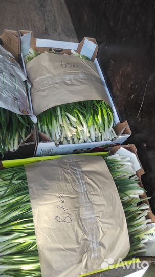 Лук зеленый