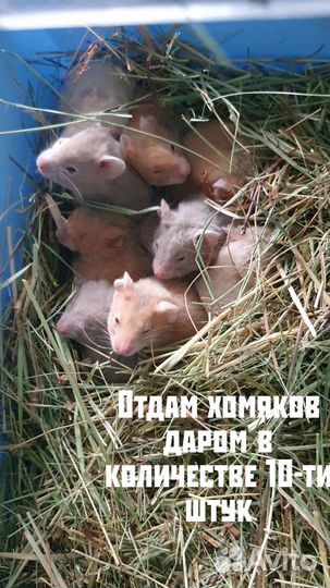 Отдам хомяка бесплатно