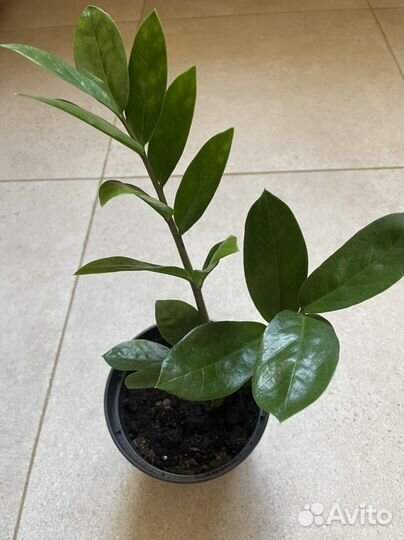 Замиокулькас долларовое дерево