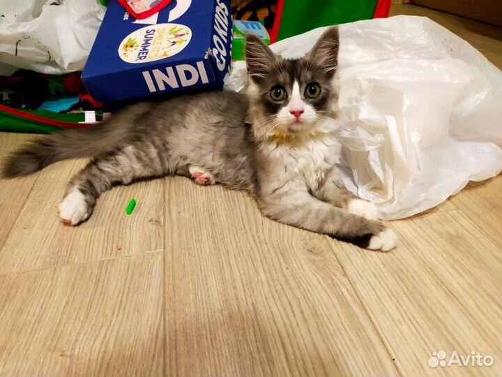 Кошечка в добрые руки