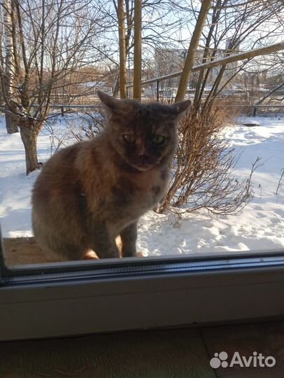 Кошечка стерилизованная ищет дом