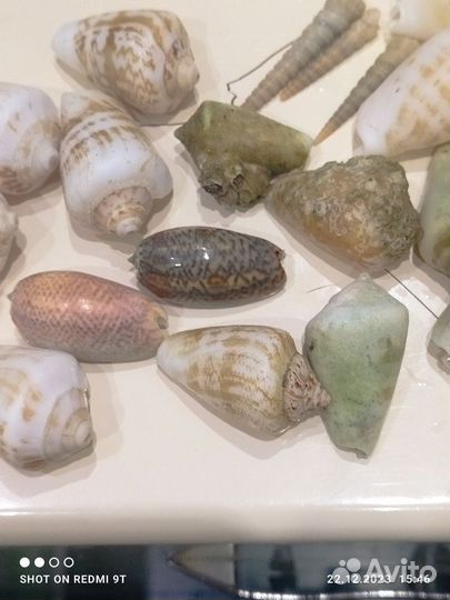 Ракушки с индийский океан за все