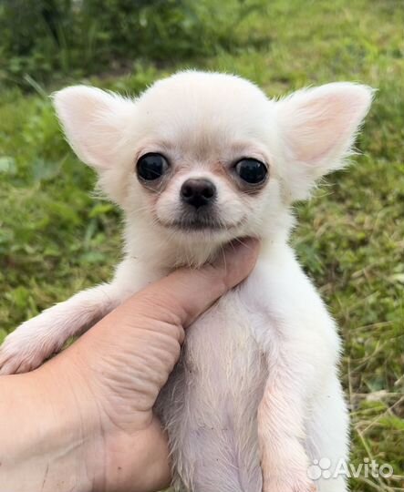 Чихуахуа мини мини мальчик