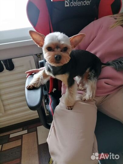 Ищем невесту