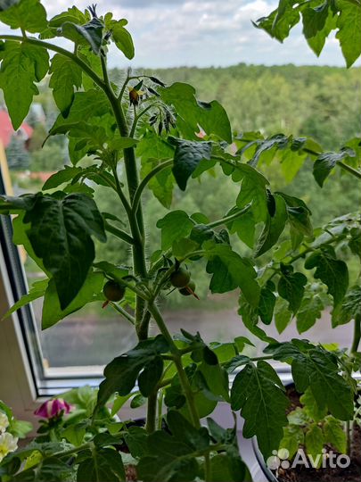 Рассада помидор черри, можно выращивать на окне