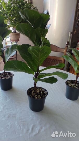 Фикус лирата