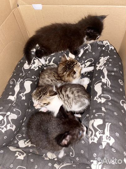 Котята в добрые руки