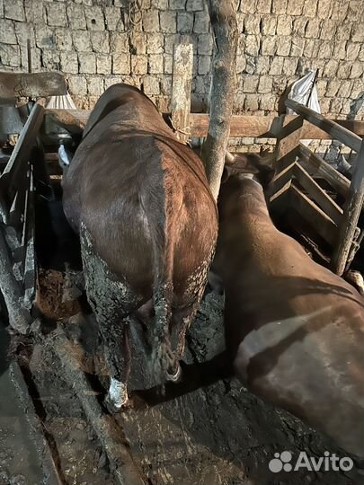 Бычки на мясо