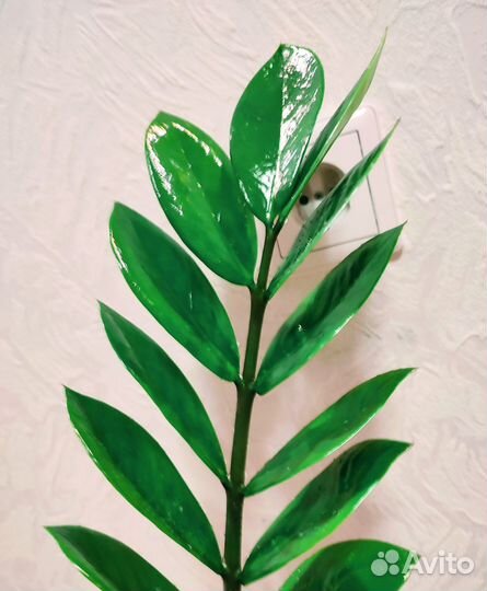 Замиокулькас