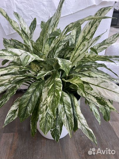 Спатифиллум вариегатный