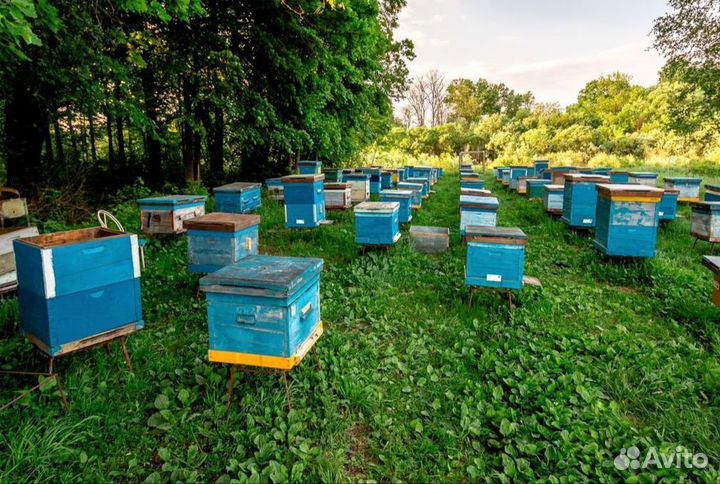 Донниковый мёд Качка 2023 г Опт