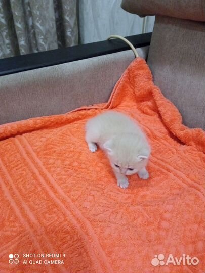 Шотландский котенок