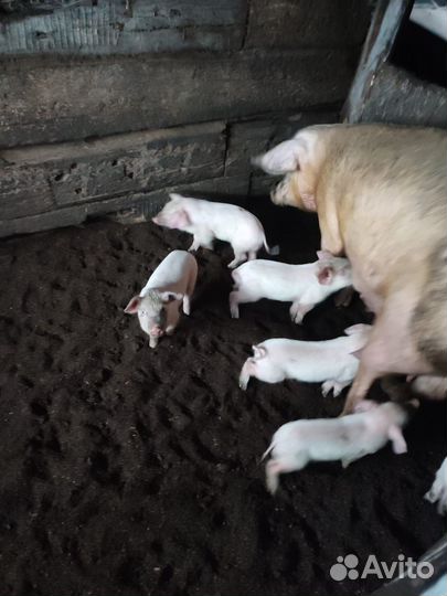 Продам поросят 1.5 месяца