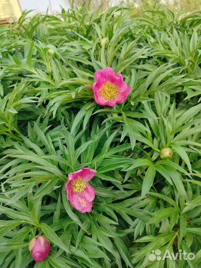 Марьин корень. Пион уклоняющийся