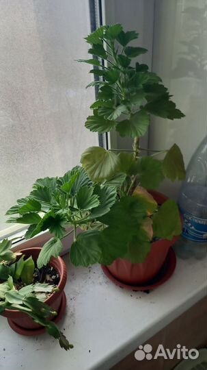Комнатные цветы