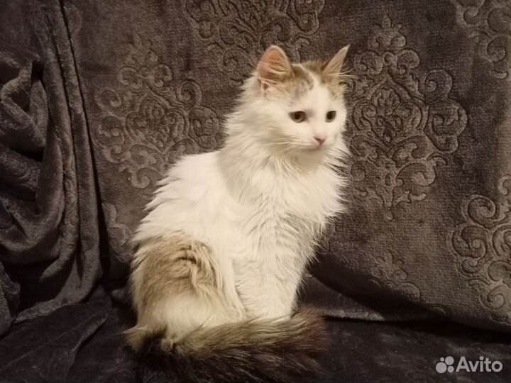 Моолодой котик в добрые ручки