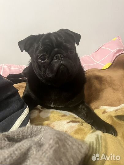 Мопс вязка мальчик