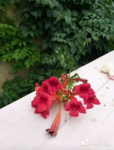 Кампсис укореняющийся купить в Тамбове | Товары для дома и дачи | Авито