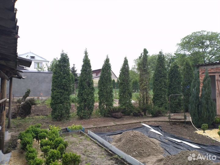 Туя колумна 3.2м