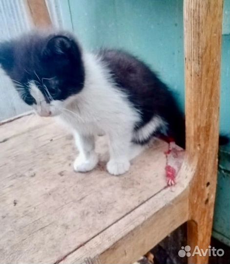 Котята ищут дом