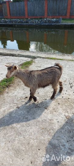 Коза карликовая. Не на курамбайрам