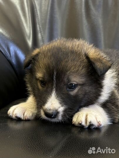 Щенки в добрые руки