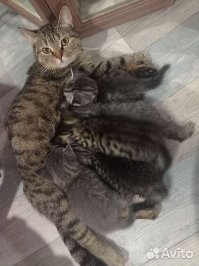 Британские котята