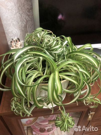 Хлорофитум