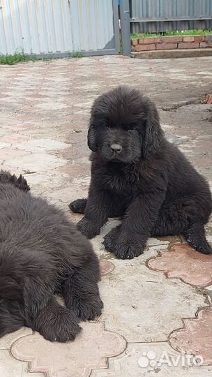 Щенок ньюфаундленда