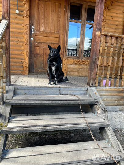 Собака в добрые руки девочка