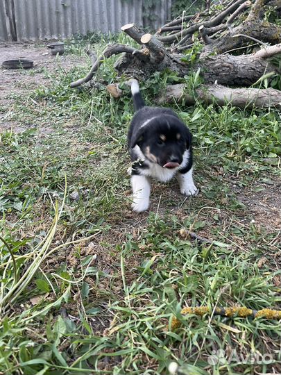 Собака в добрые руки отдам бесплатно