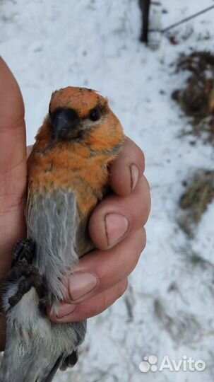 Чиж,Щур,урагус,щеглы