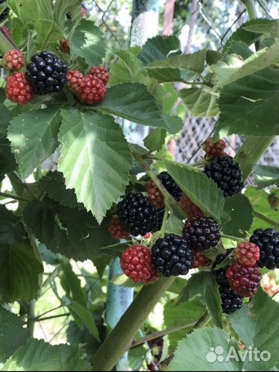 Ежевика садовая (ежемалина)